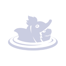DUCKY DIP
